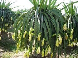 250px-dragonfruit_plant