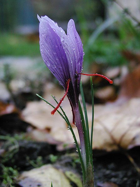 saffran_crocus_sativus_moist