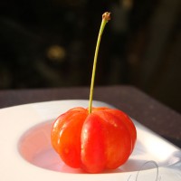 Pitanga