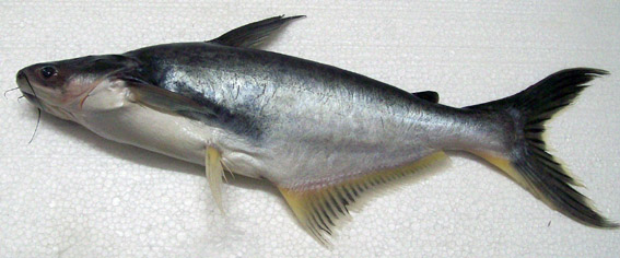 commons.wikimedia.org/wiki/File:Pangasius_bocourti.jpg