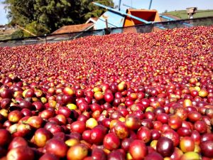 Café da região de Cambira é eleito o melhor do Paraná