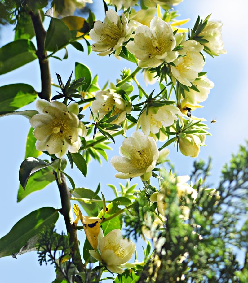 Découvrir 48 kuva ora pro nobis da flor - Thptnganamst.edu.vn
