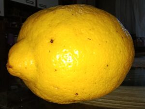 Limão Zamboa – O limão gigante